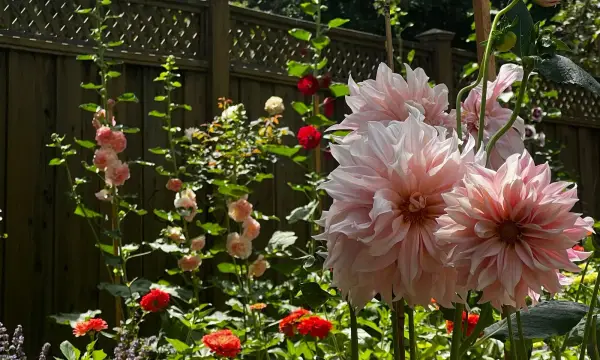 Pink dahlias and colorful seasonal flowers in a garden bed.